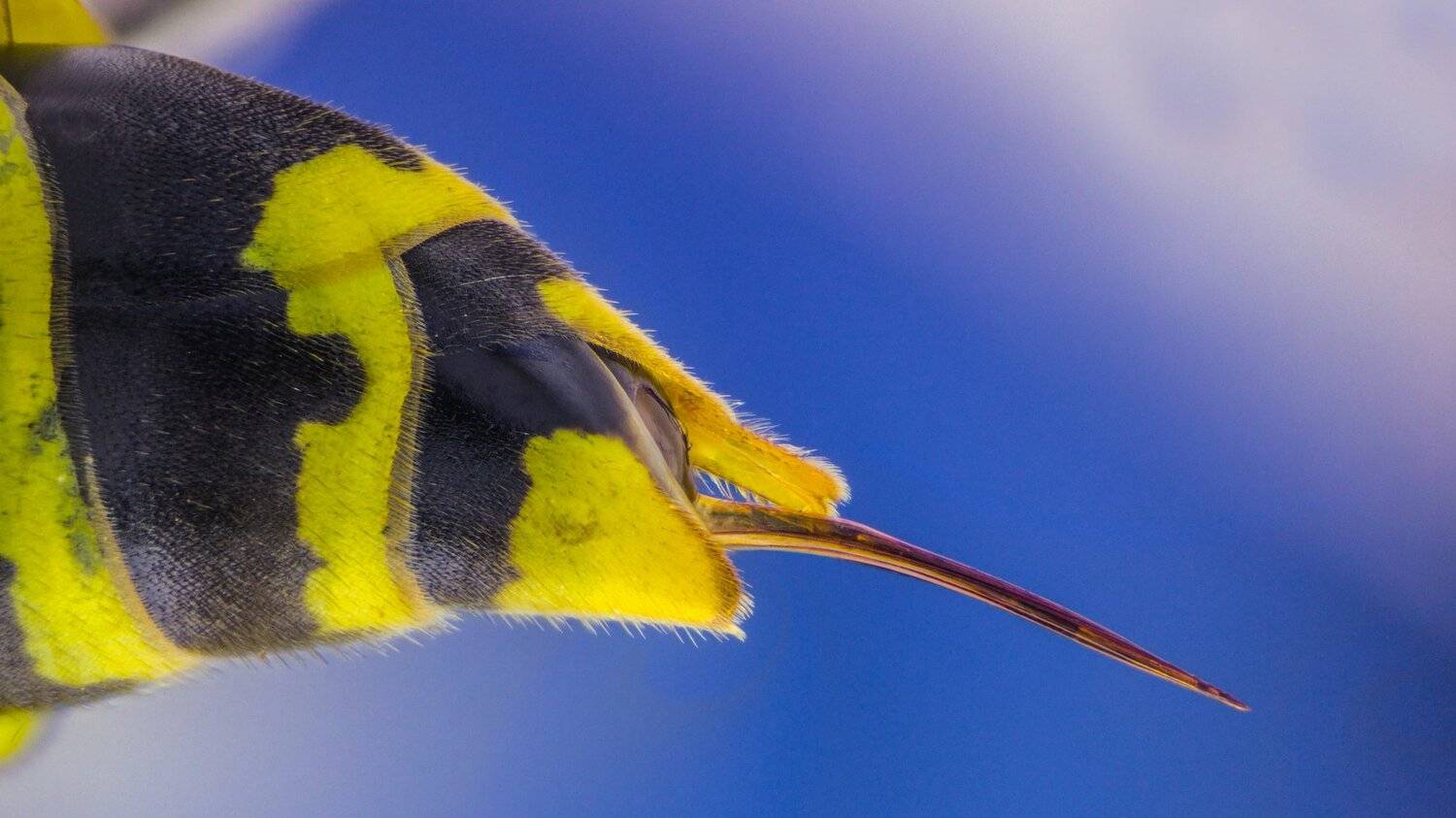 Автор: Tsvetan Ganev ceclii,macro,lgg4, Tsvetan Ganev