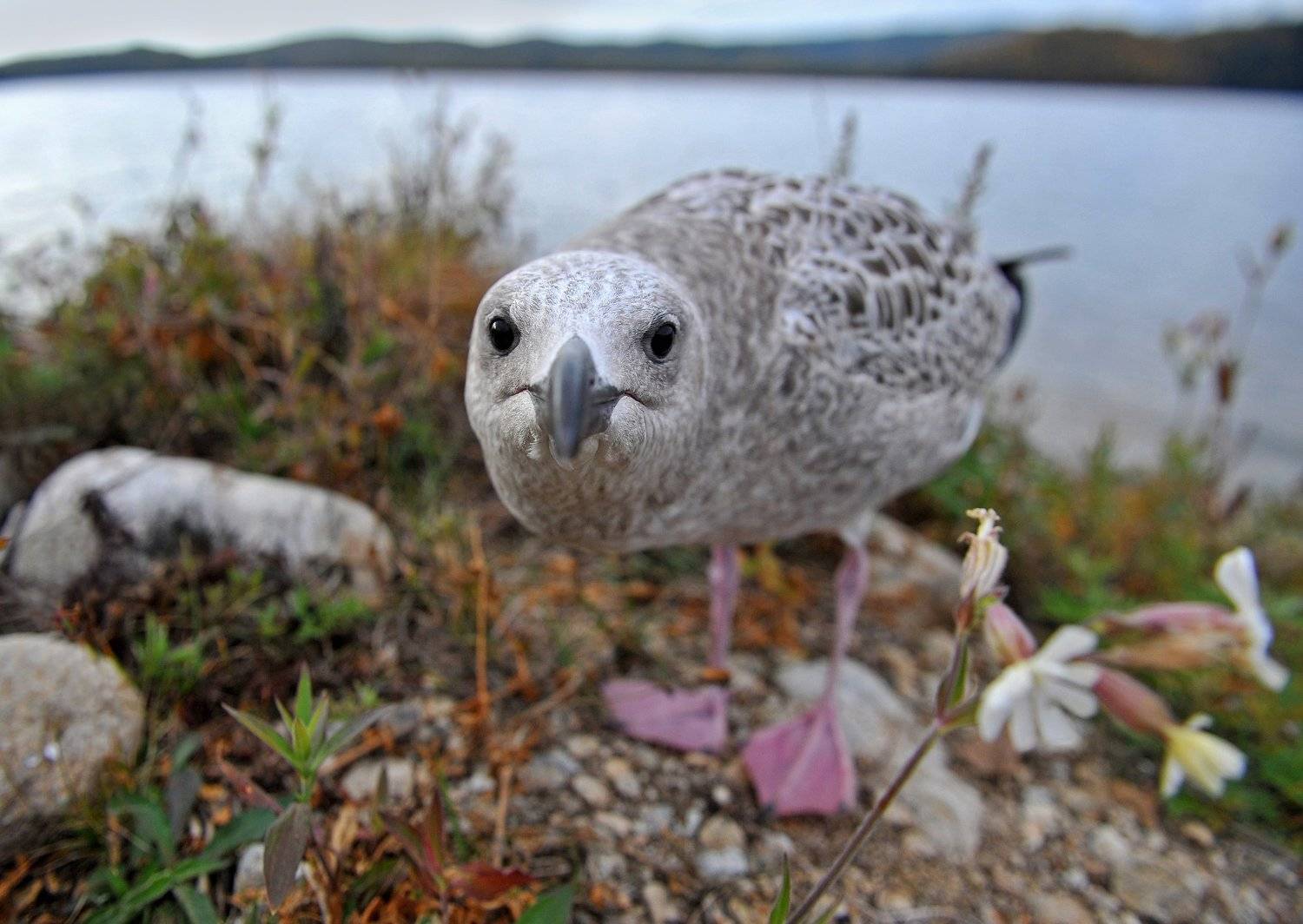 чайка, байкал, забайкалье, Mashin Rostislav