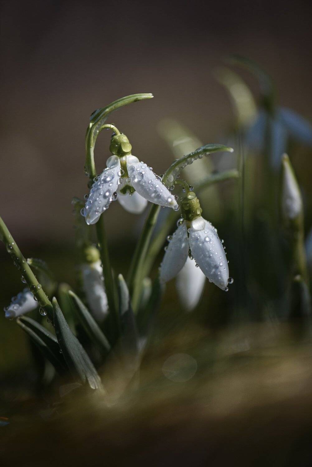 подснежник, галантус, капли дождя, весна, Неля Рачкова