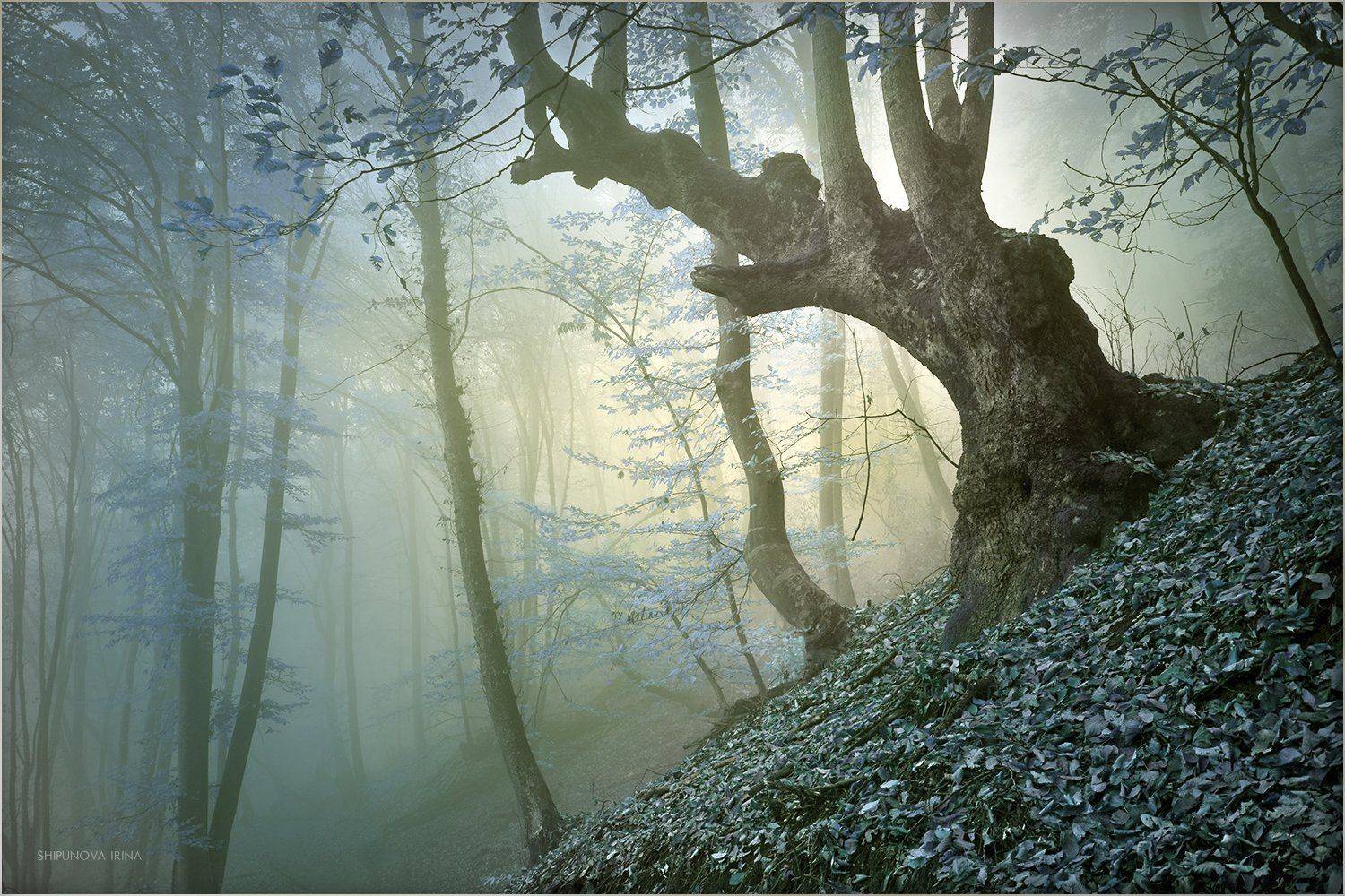 , Шипунова Ирина