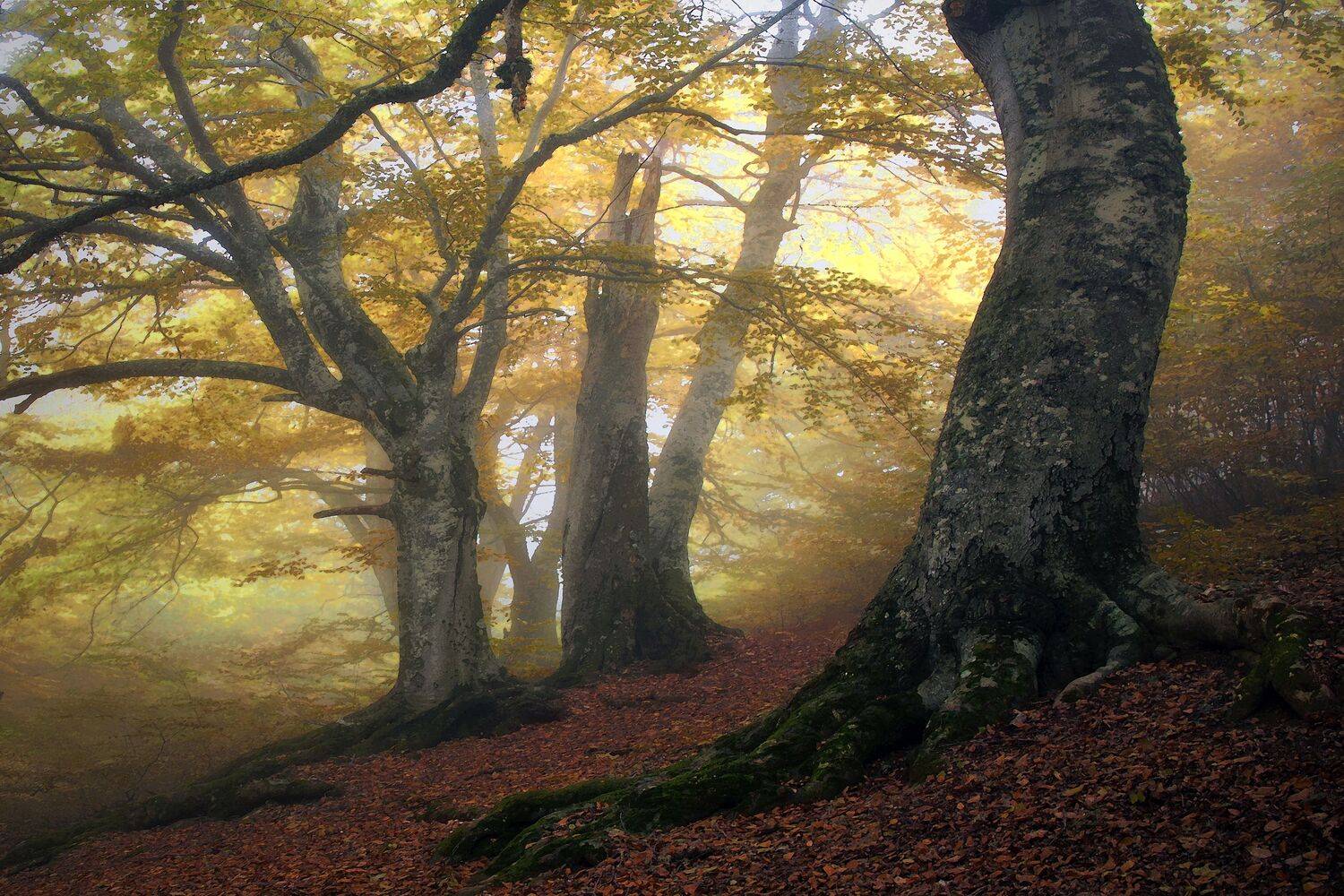 , Милокост Алексей