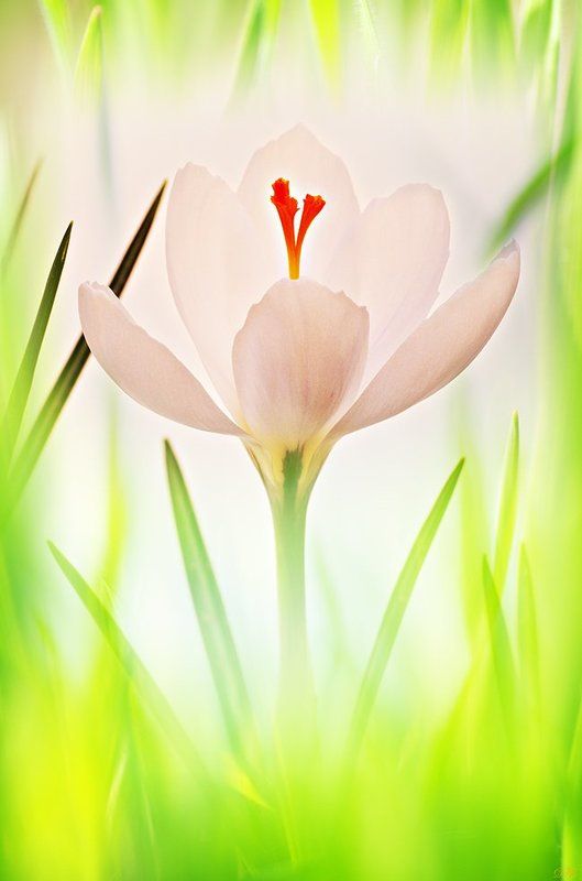 close-up, color, colors, color image, crocus, flower, flowers, green, image, key, macro, nature, plant, plants, photography, spring, springtime, white, Crocus in High Key фото превью