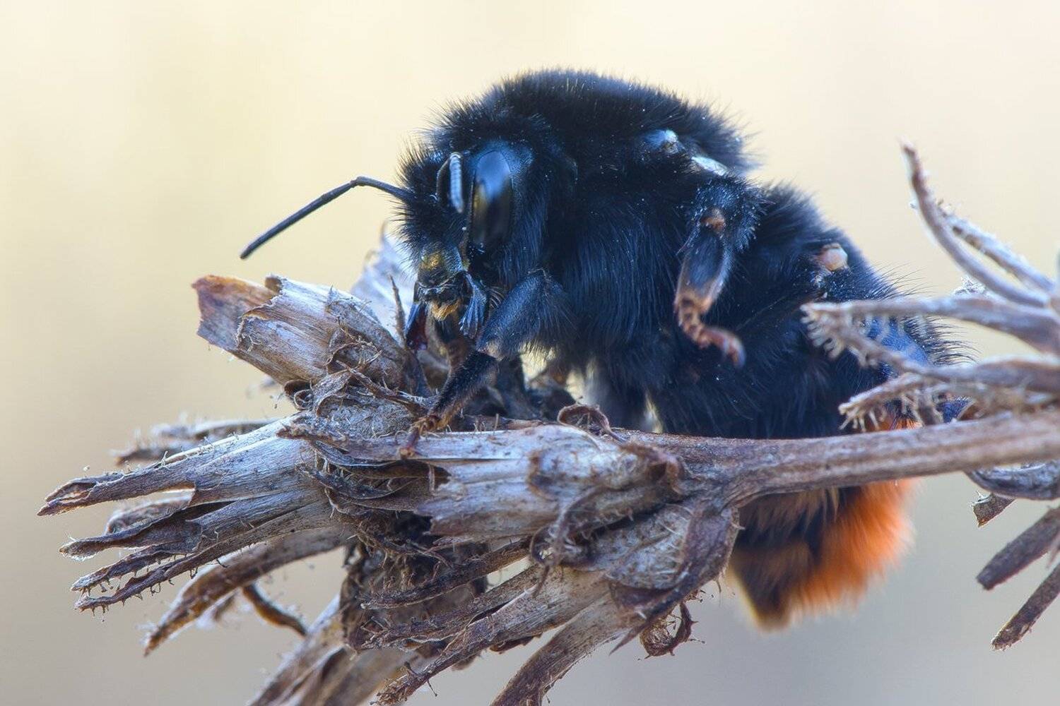 , Кузнецов Дмитрий
