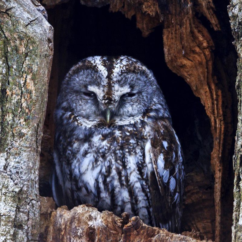 серая неясыть, tawny owl Ночной Лорд фото превью