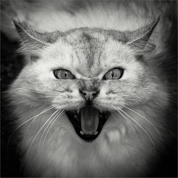 , Сергей Фудиненко