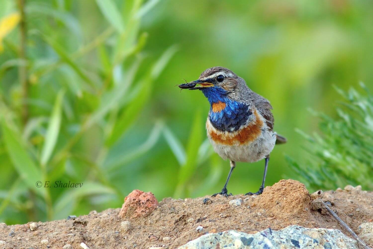 birds,bluethroat,luscinia svecica,варакушка,птица,птицы, Евгений