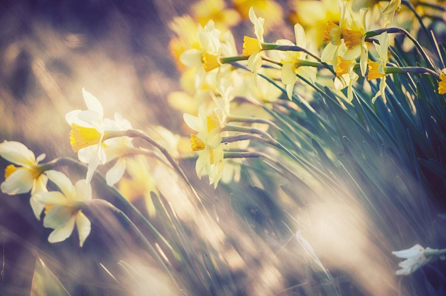 nikon d90, Tihomir Petkov