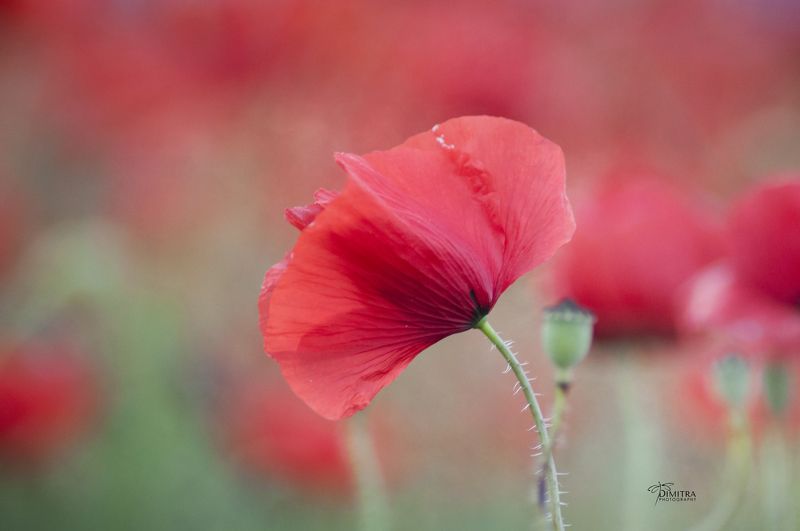 Маковое настроение - част вторая фото превью