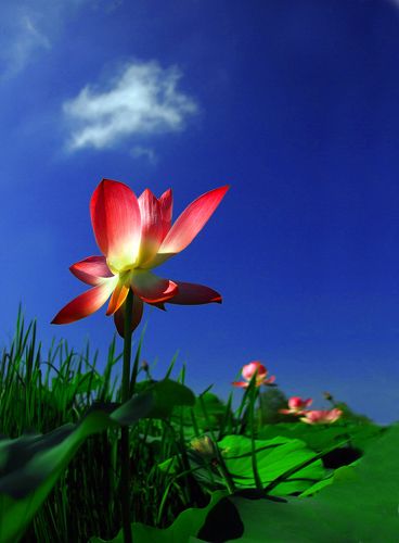 Lotus photographer