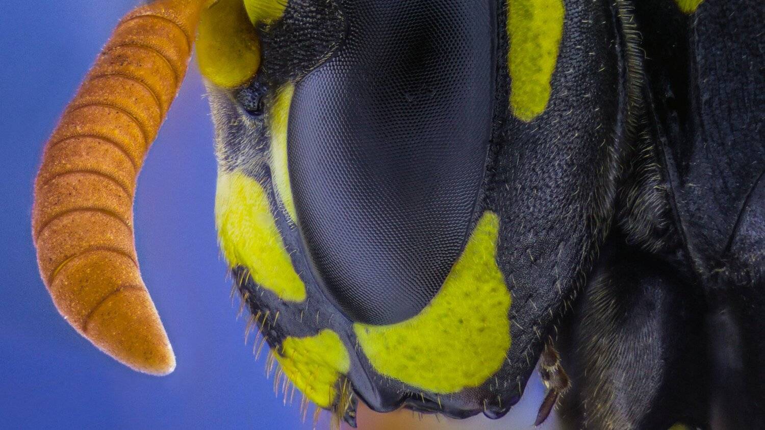ceclii,macro,lgg4, Tsvetan Ganev