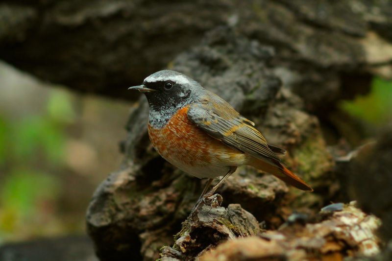 Обыкновенная горихвостка,или горихвостка-лысушка, (лат. Phoenicurus phoenicurus) фото превью
