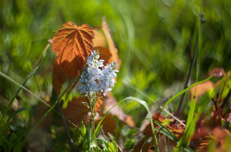 *** фото превью