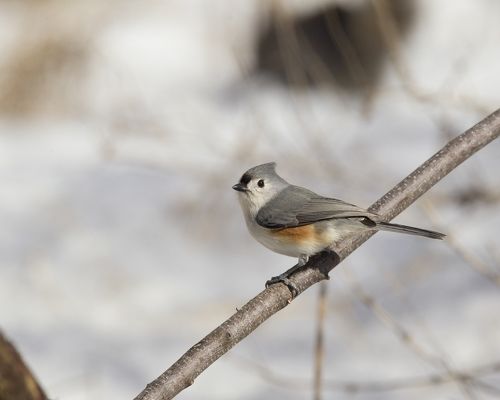 Mésange Bicolor / Tufted Titmouse / Baelophus bicolor /Тит Bicolo
