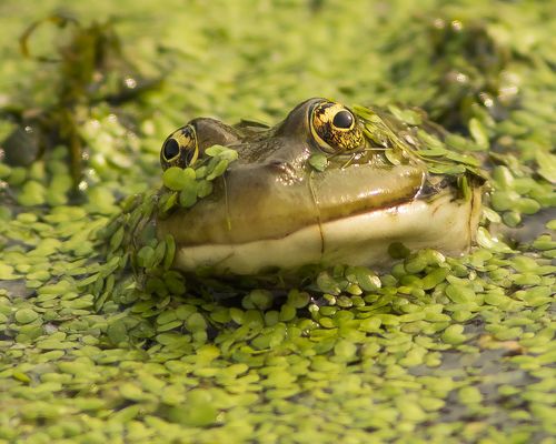 Эти глаза напротив...