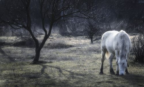 Сияние мартовских пастбищ.