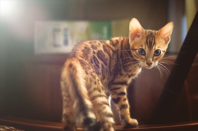 *** фото превью