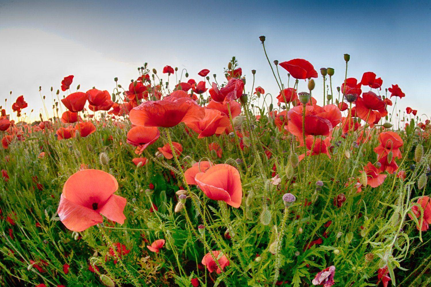 , Николай Шелепов