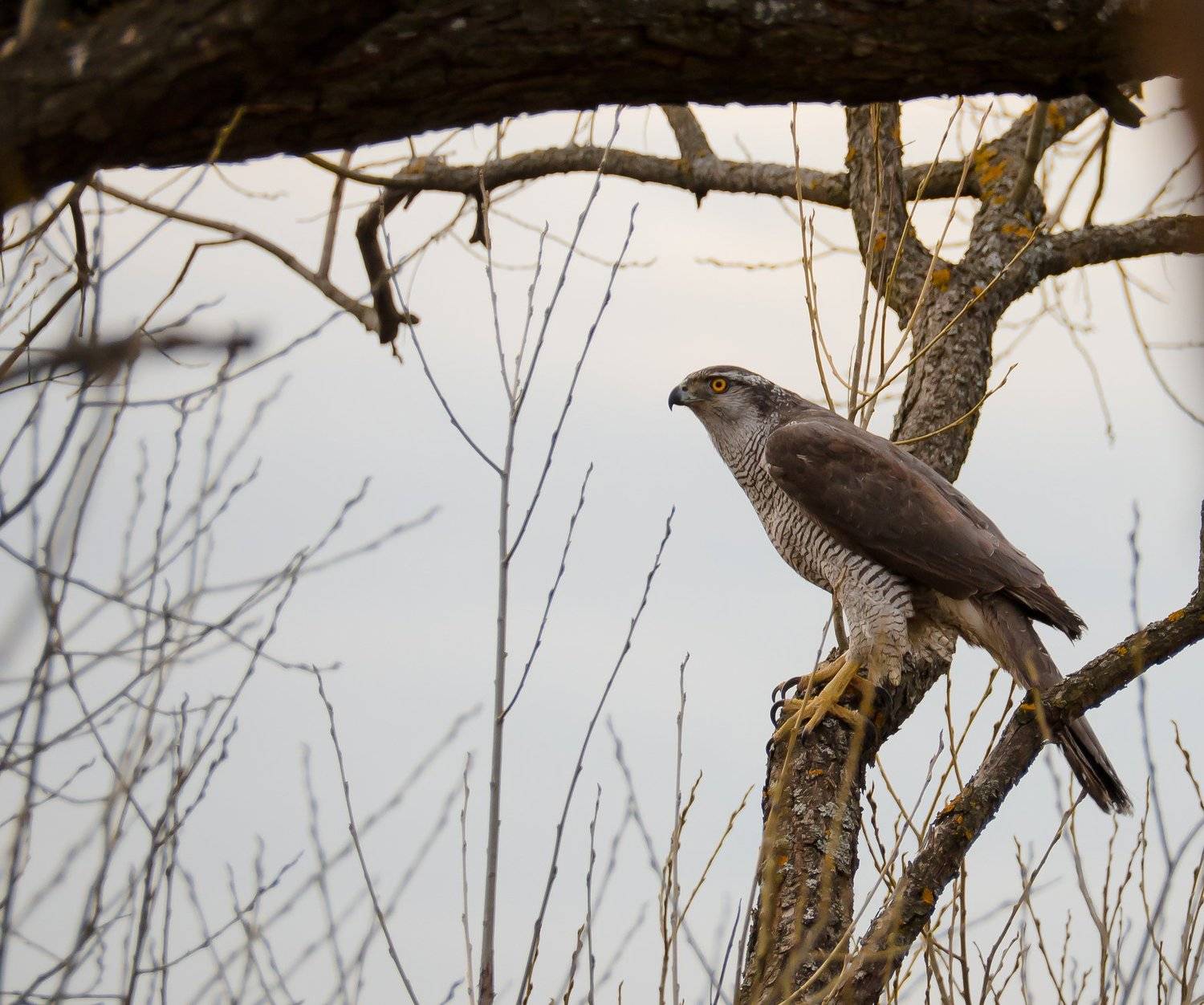 ястреб-тетеревятник, Accipiter gentilis, птица, хищник, весна, Ксения Соварцева