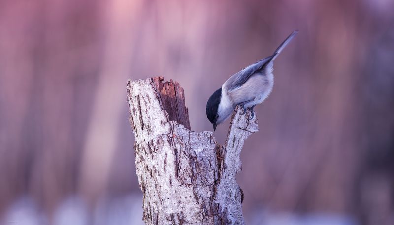 ... э эээй, есть кто там ? :) фото превью