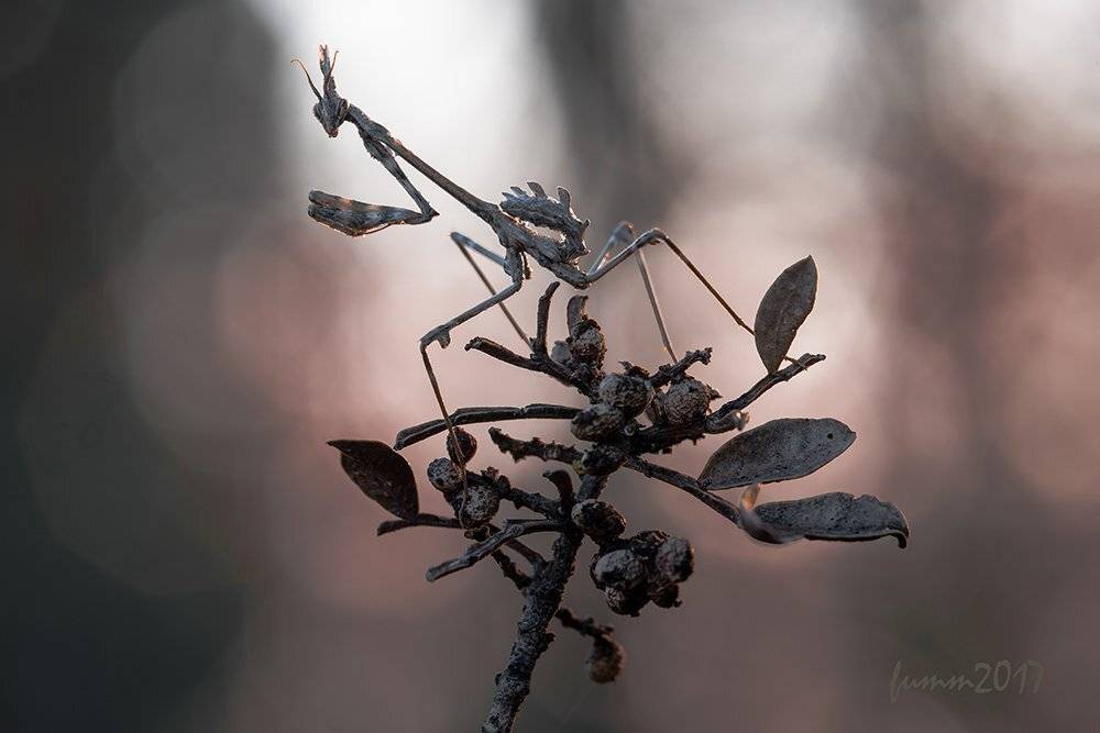 , Игорь ФУММ