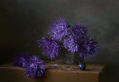С астрами