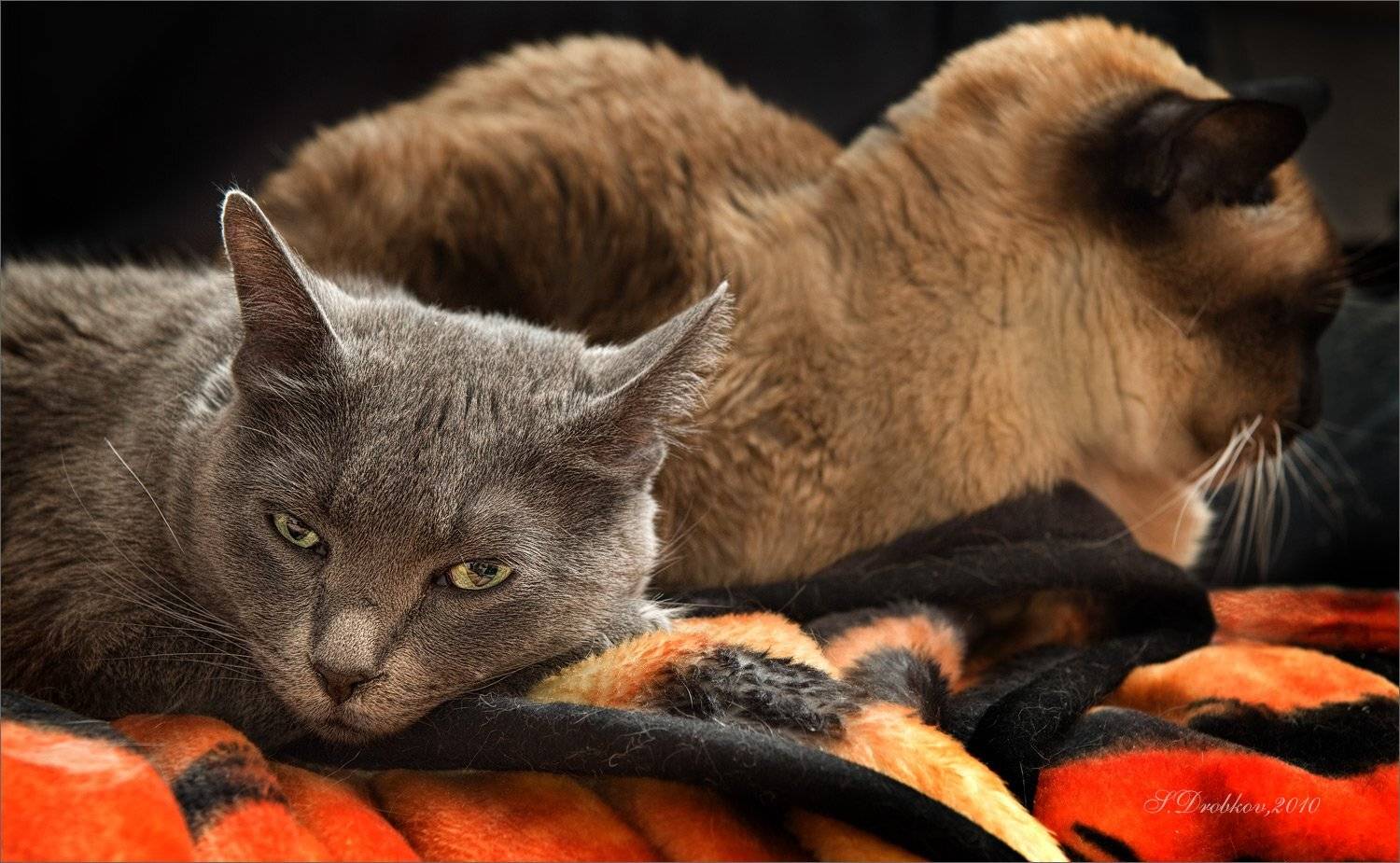 кошки, Sergey Drobkov
