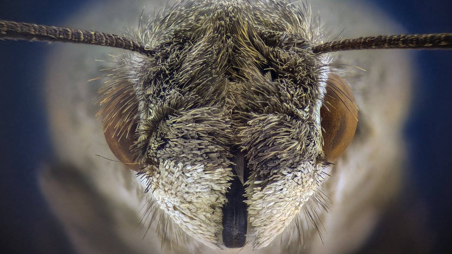 Автор: Tsvetan Ganev ceclii,macro,lgg4, Tsvetan Ganev