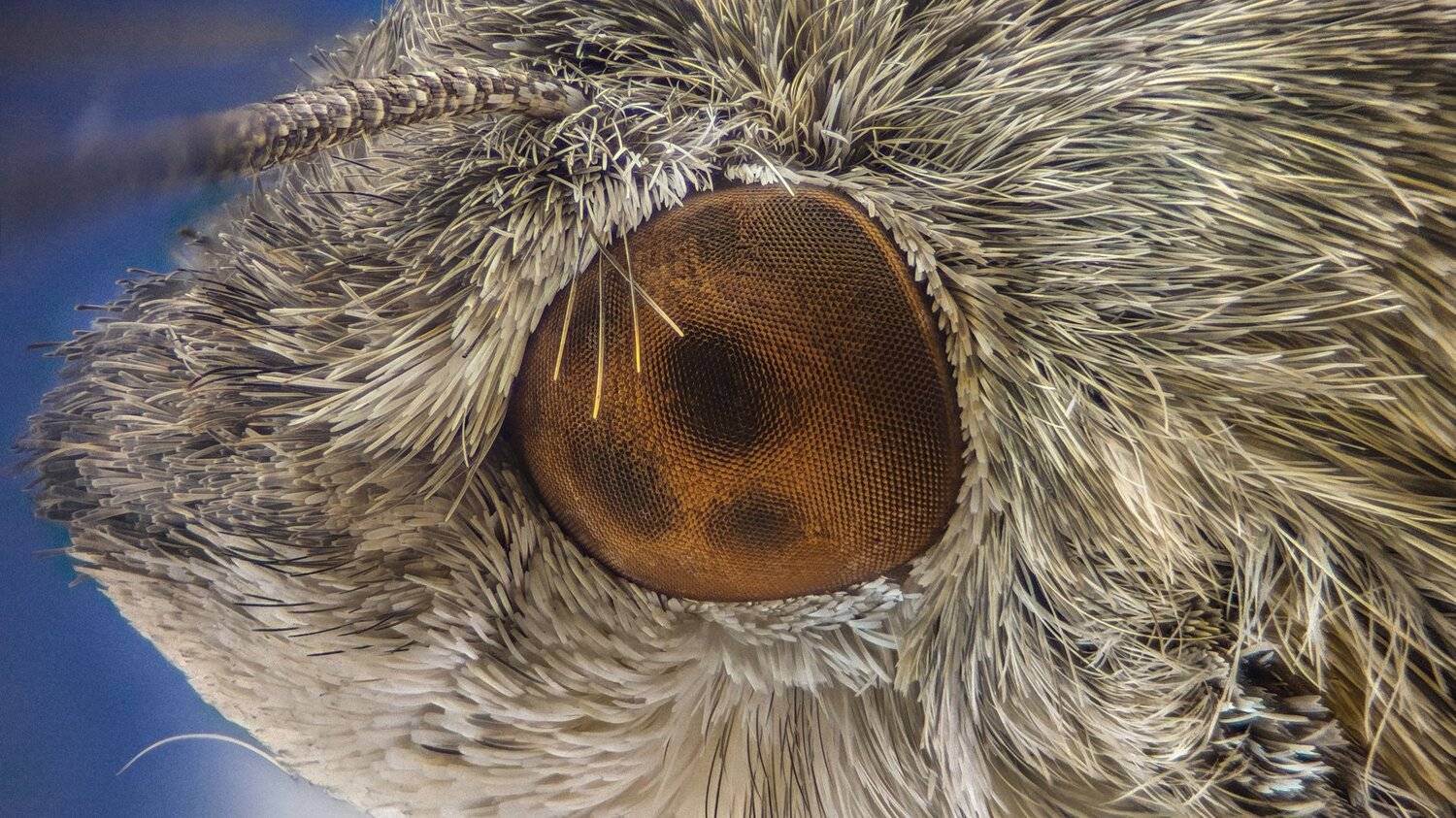 Автор: Tsvetan Ganev ceclii,macro,lgg4, Tsvetan Ganev