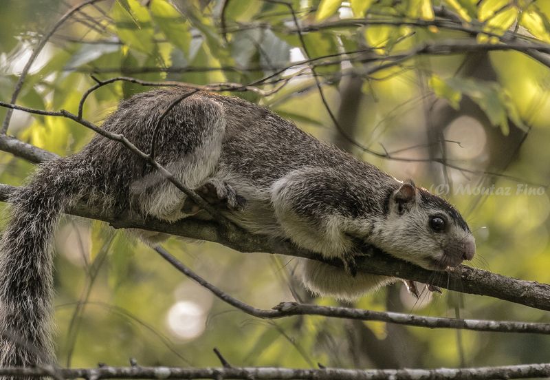Grizzled giant squirrel фото превью