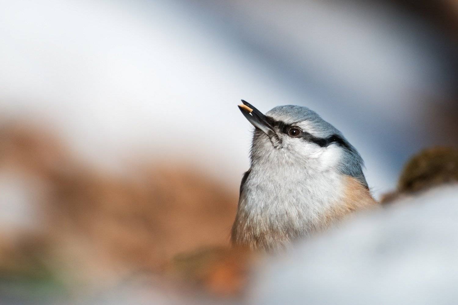 , Шинкарева Елена