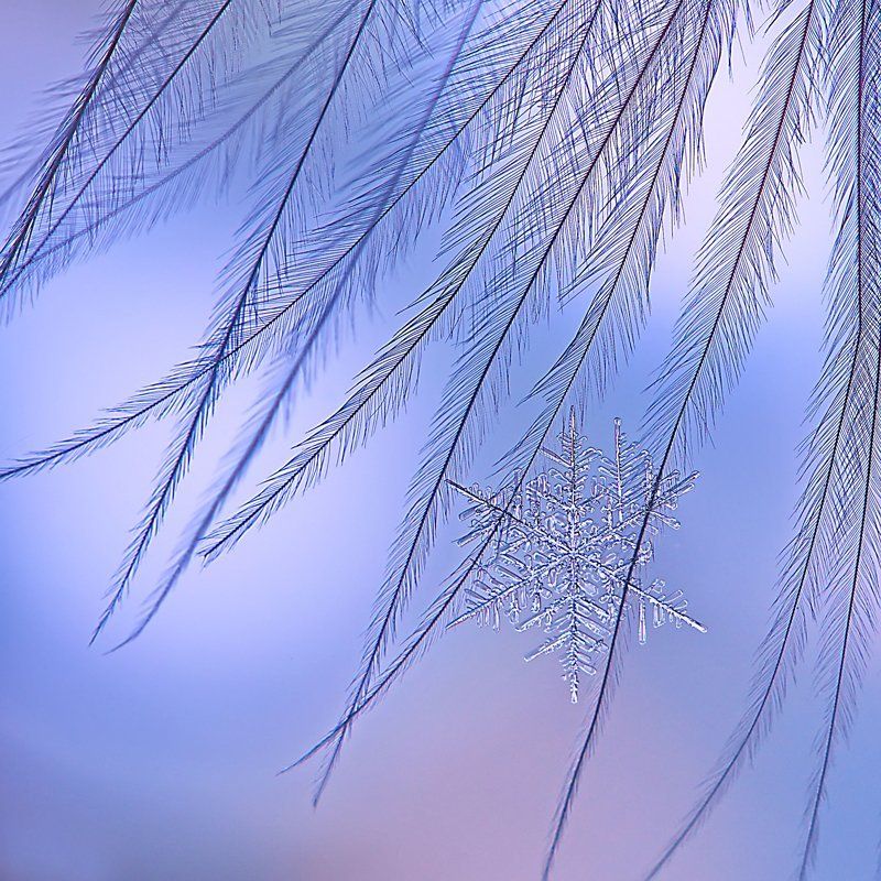 снежинка, снег, макро, кристалл, снег, зима, природа Зимний арт фото превью