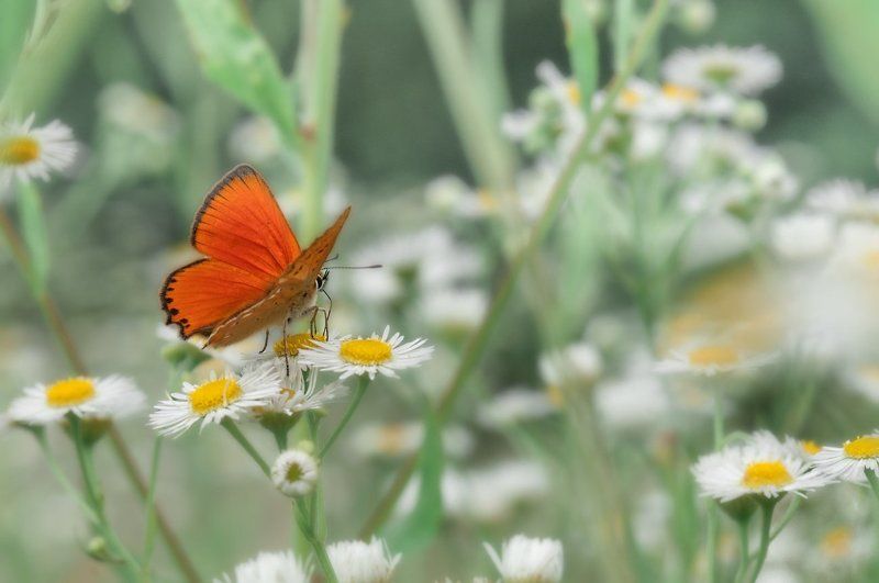 Лето фото превью