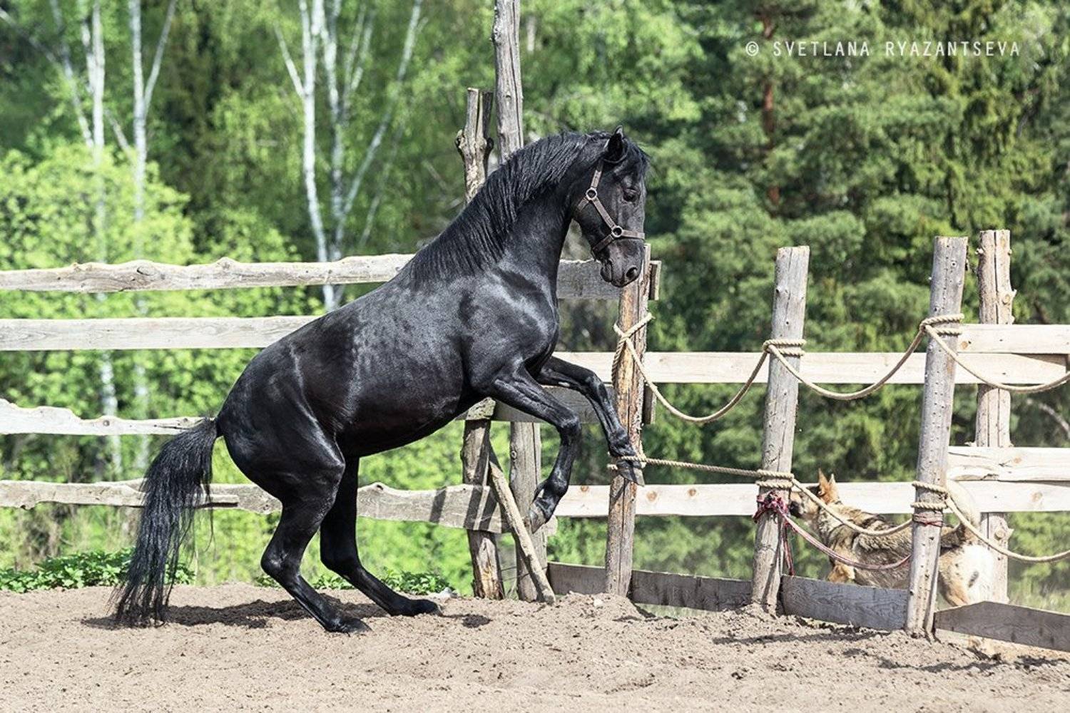 outdoor, dust, horse, stallion, sand, summer, farm, black, paddock, background, play, nature, dog, ranch, animal, лошадь, лошади, собака, жеребец, вороной, Svetlana Ryazantseva
