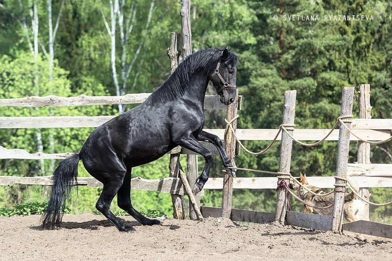 outdoor, dust, horse, stallion, sand, summer, farm, black, paddock, background, play, nature, dog, ranch, animal, лошадь, лошади, собака, жеребец, вороной Побег фото превью