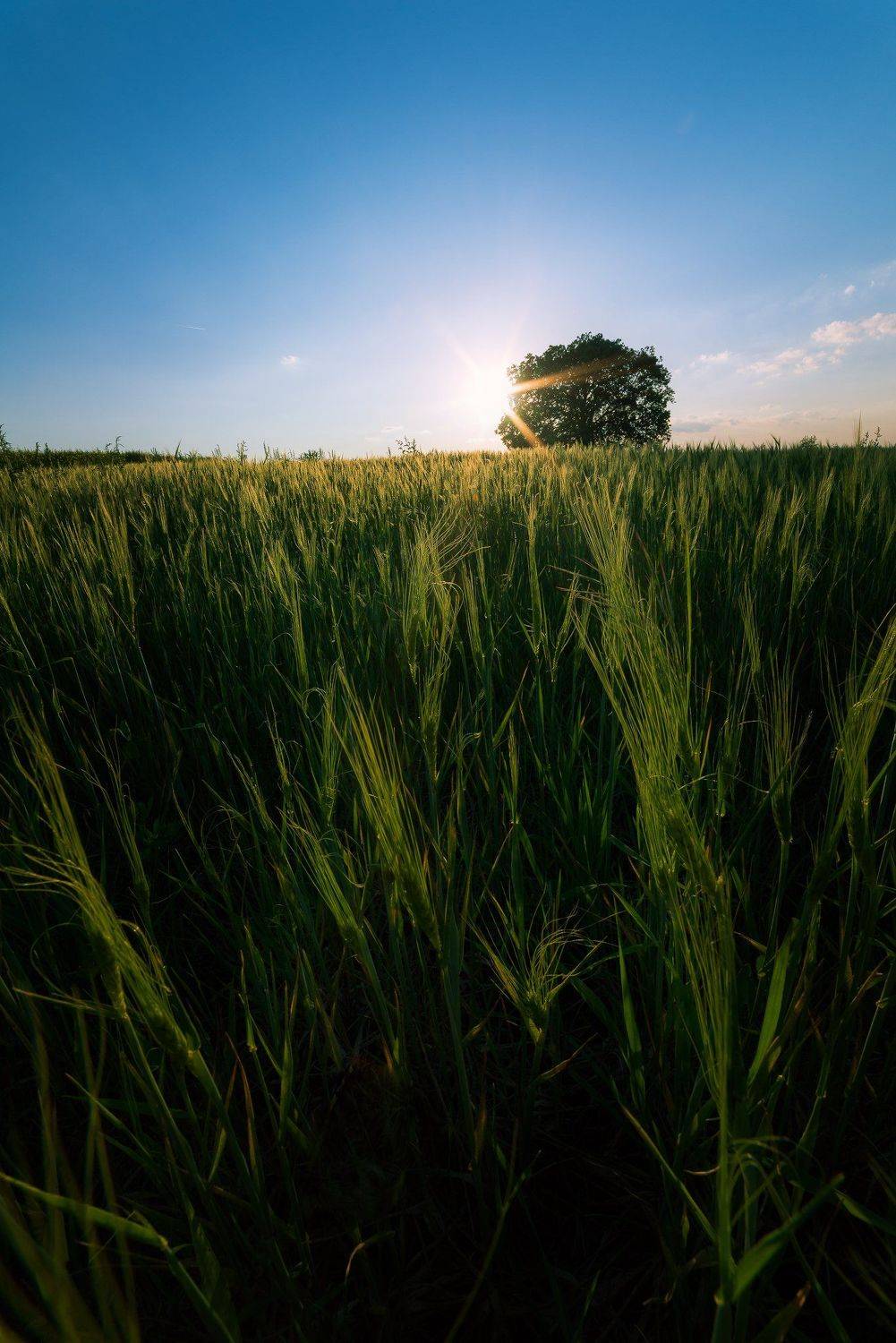 , Иван Димов