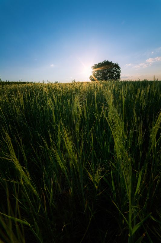 The spring fields фото превью