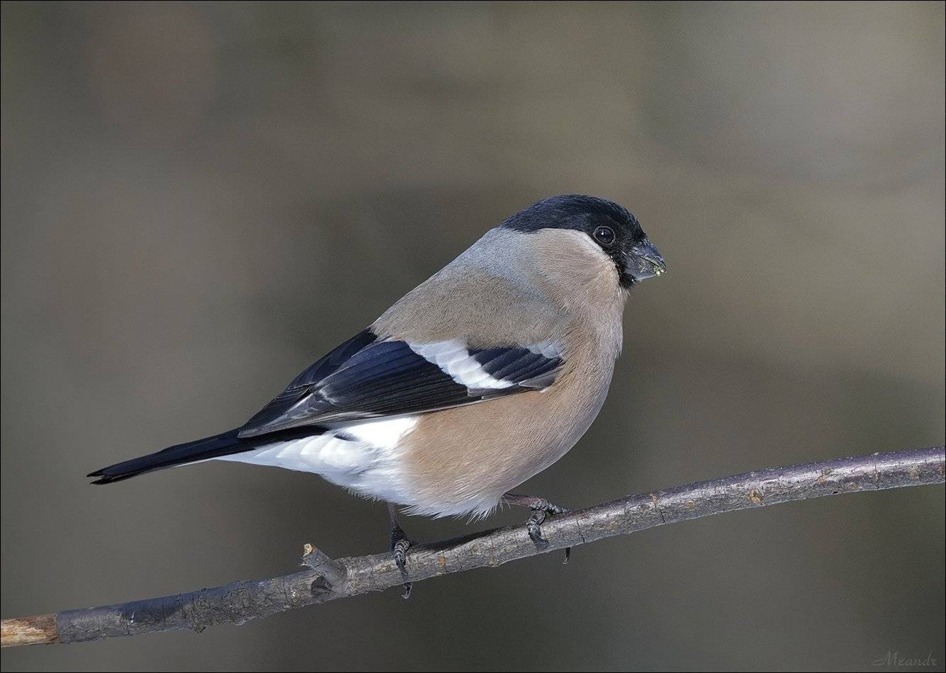 снегирь, Андрей Медведев