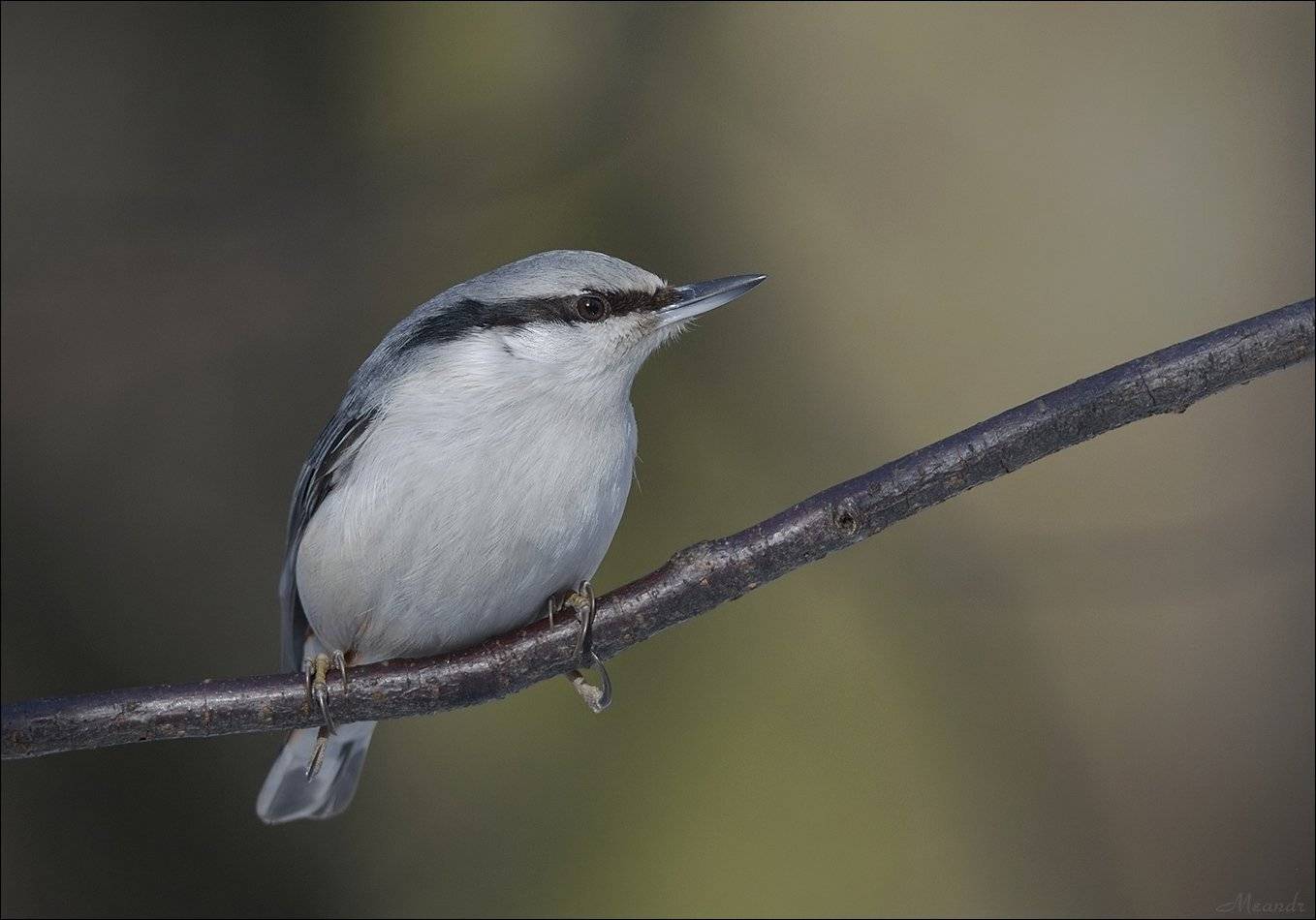 поползень, Андрей Медведев