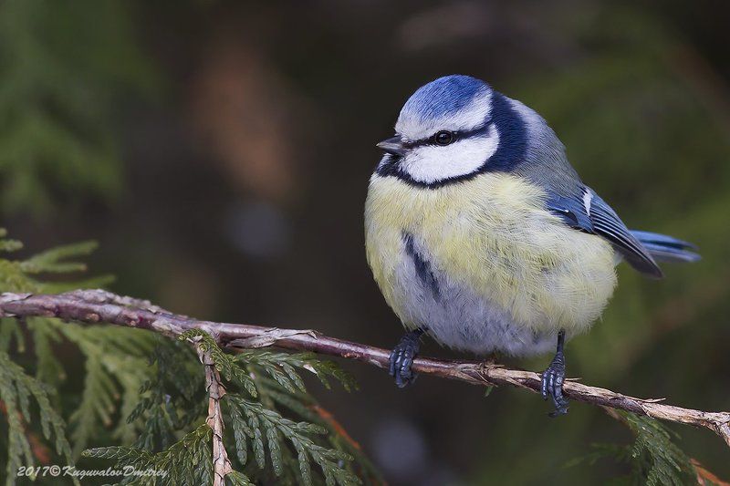 Лазоревка фото превью