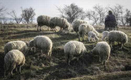 Истории мартовских пастбищ.