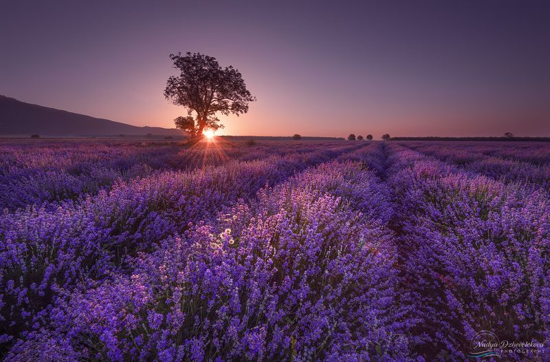 Lavender dreams фото превью