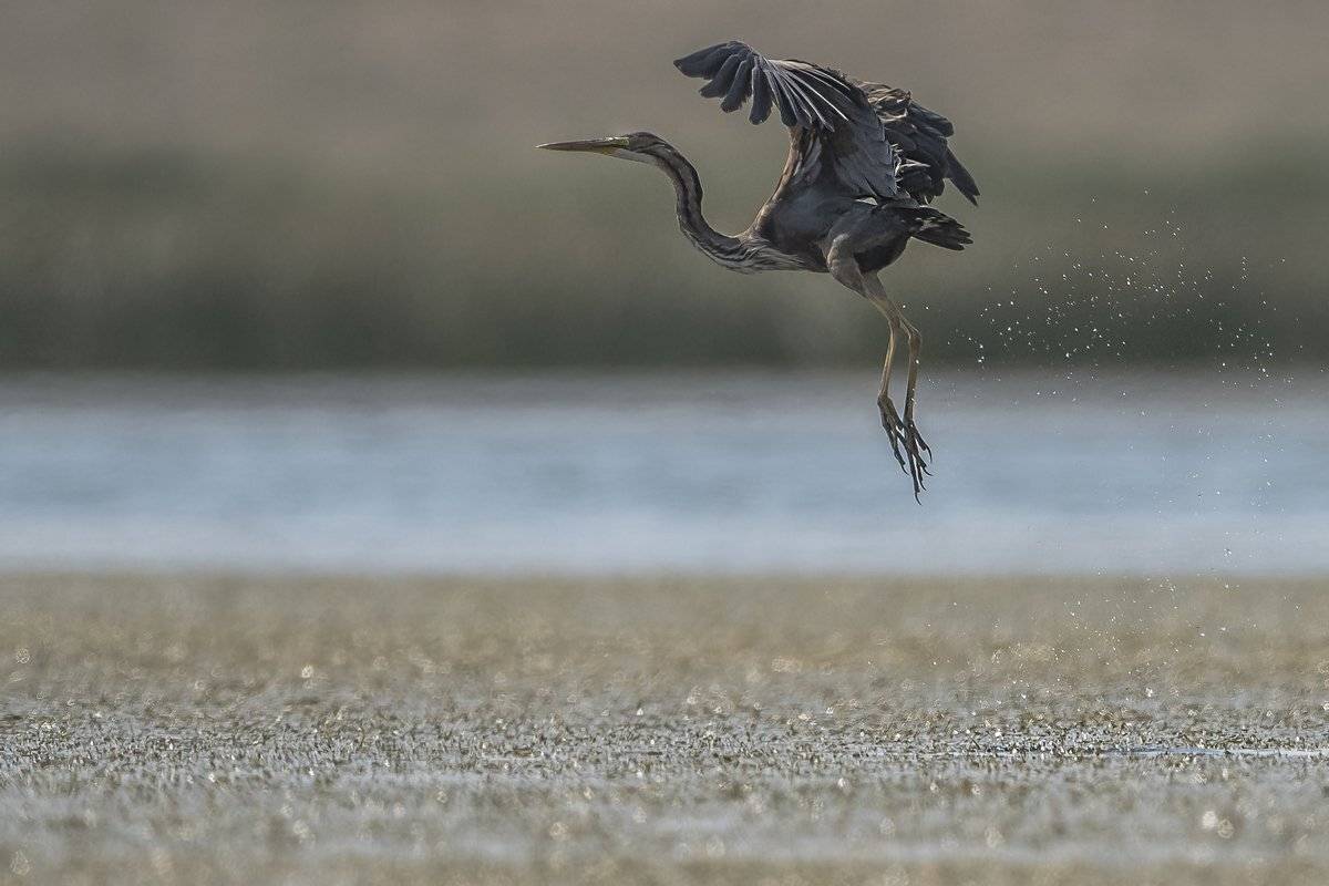 балет, Александр Маркелов