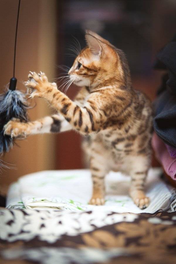 mr.filler, Николай