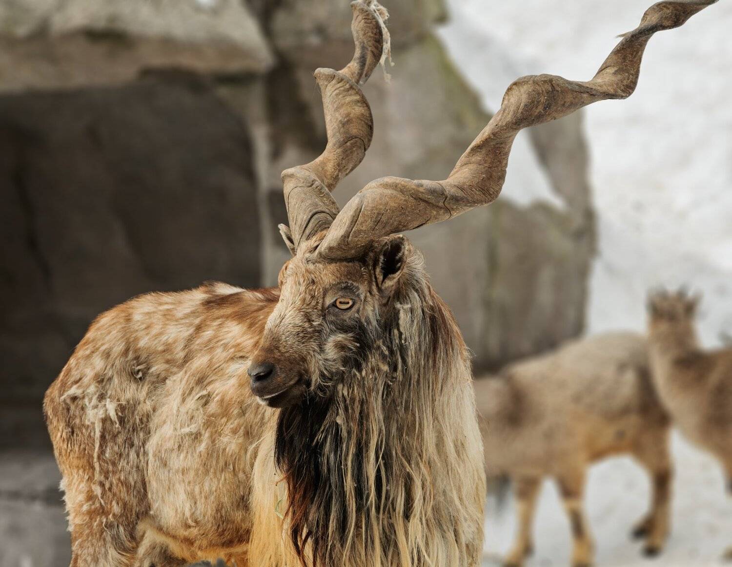 , Олег Богданов