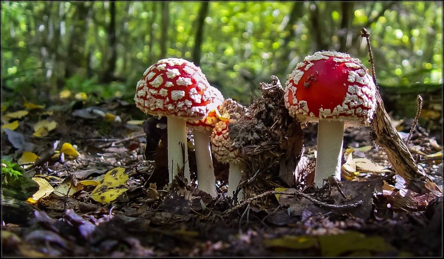 природа, Виктор Парщиков