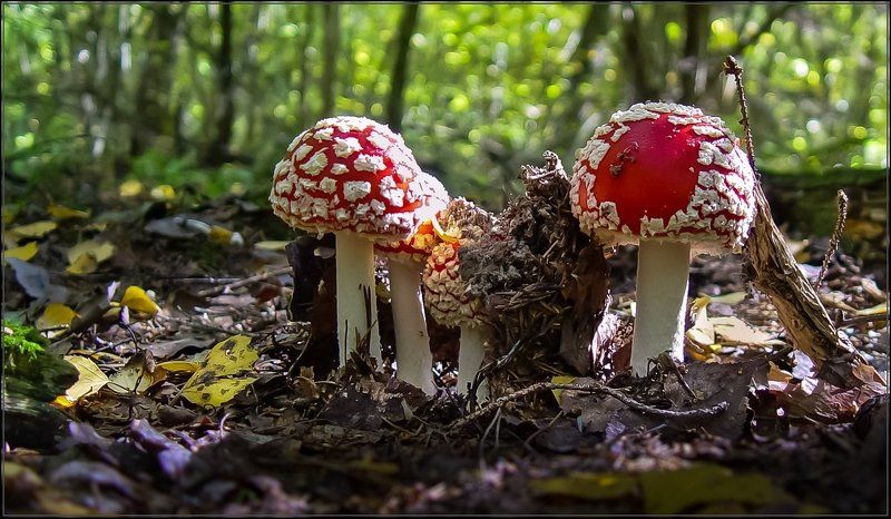 Красноголовые  фото превью