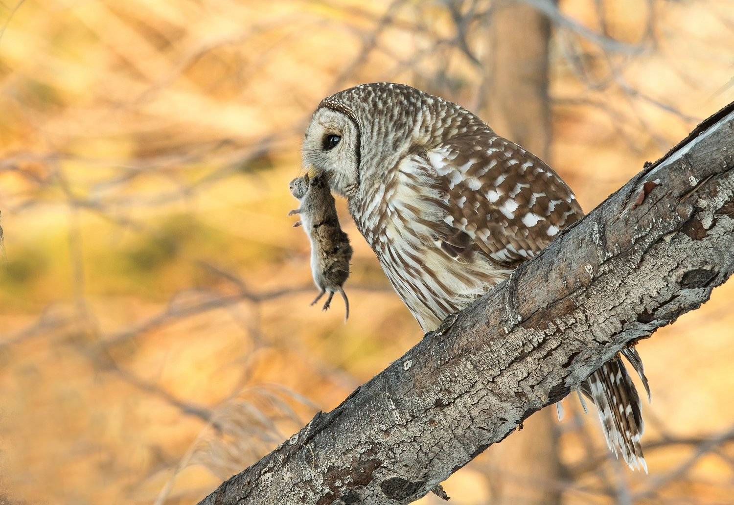 chouette ray&eacute;e / barred owl / strix varia, Jacques Falardeau