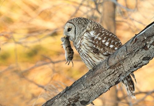 Chouette Rayée / Barred Owl / Strix varia