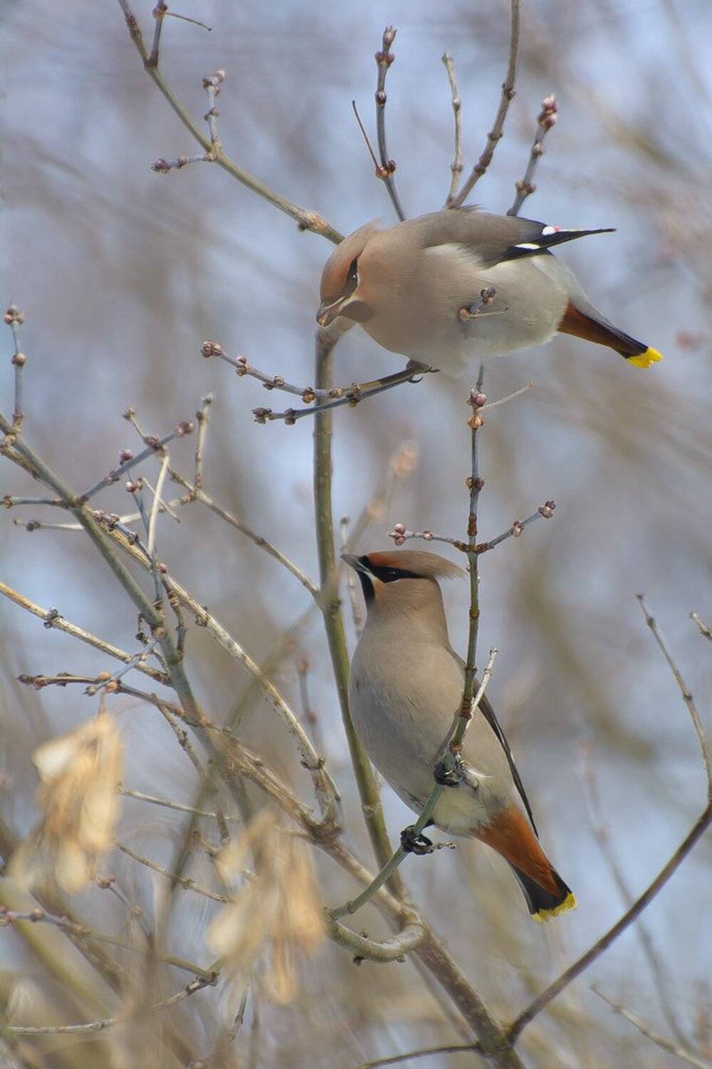, Кузнецов Дмитрий