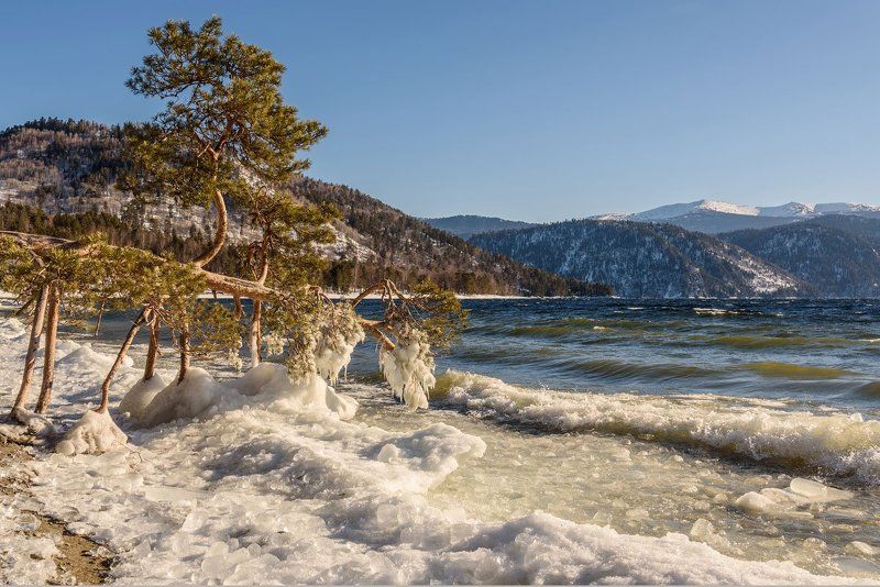 яйлю, алтай, телецкое, зима Поклонная сосна фото превью